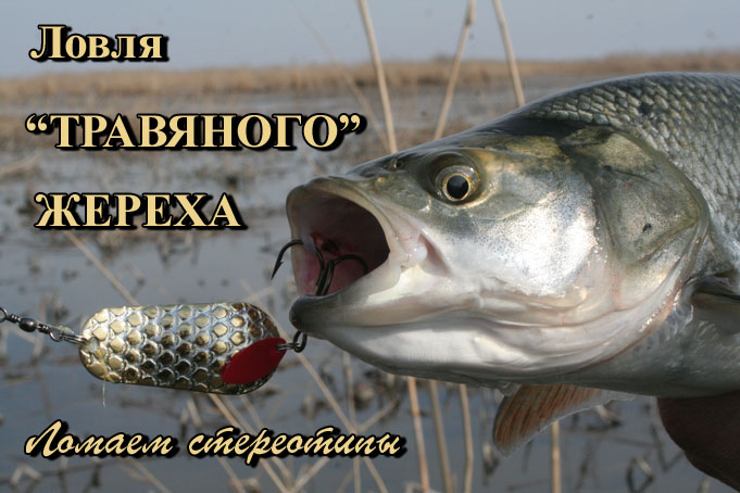 Ловля "травяного" жереха